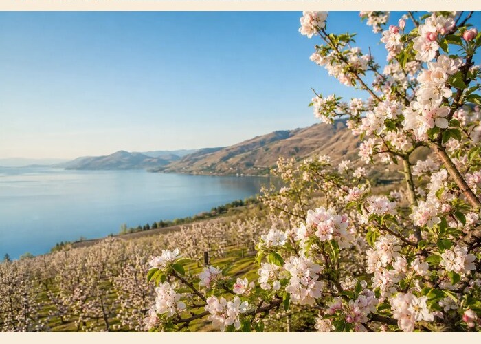 Okanagan Valley orchards beside the lake